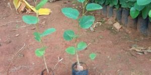 Red Sandalwood Plant