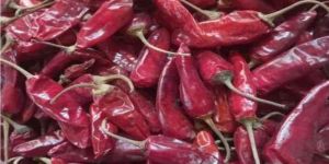 BENGAL TEPA CHILLI
