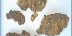 Paris Polyphylla Root