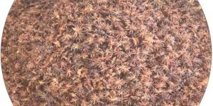 Star Anise Seeds