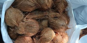 Semi Husked Coconuts