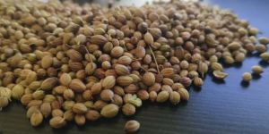 Coriander Seeds