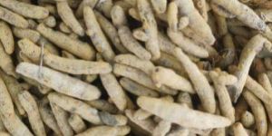 Nizamabad Turmeric Finger