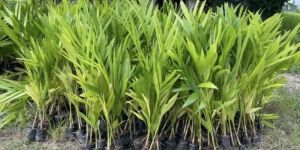 Betel Nut Plant Special