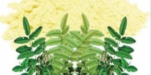 Boswellia Powder Extract