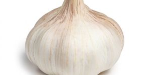 Organic Garlic