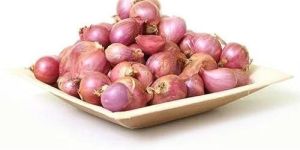 Fresh Shallots Onion