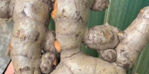 Fresh Turmeric Finger