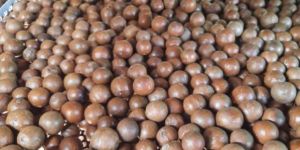 Macadamia Shell Seeds