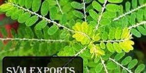 Phyllanthus Niruri