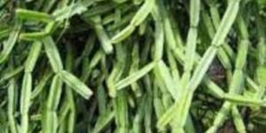 PIRANDAI (Cissus Quadrangularis Linn)