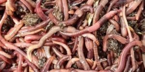Live Earthworms