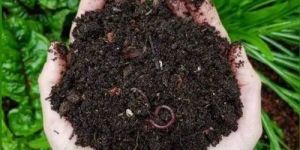Powder Vermicompost Fertilizer