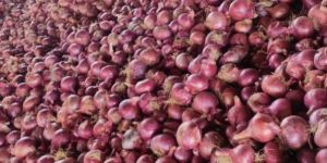 NASHIK FRESH ONION