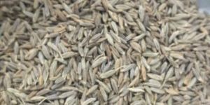 Cumin Seeds