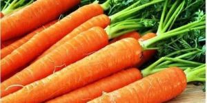 Fresh Carrot