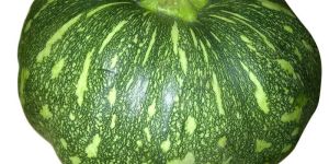 Fresh Green Pumpkin