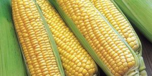 Fresh Sweet Corn