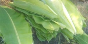 Fresh Banana Leaf