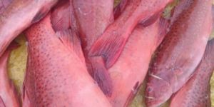 FRESH FISH (CHILLED)