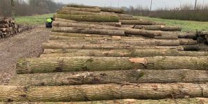 IMPORTED POPLAR WOOD