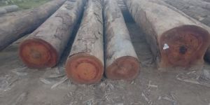 Imported Kabukalli Wood Log
