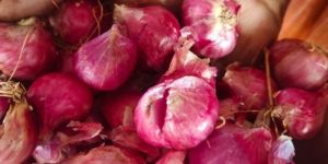 Shallot Onions