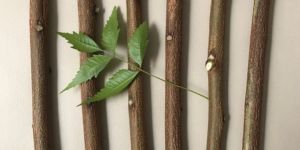 Neem Sticks