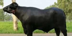 Murrah Bull
