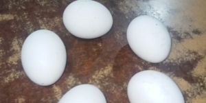 White Eggs