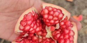 Pomegranate