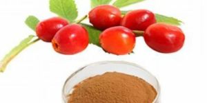 Rosehip Extract Powder