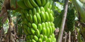 a Grade Export Quality Green Banana
