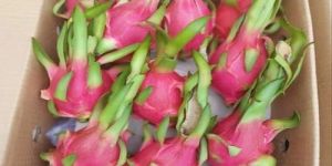 Dragon Fruit Packaging Box