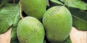 Green Organic Raw Mango