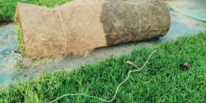 Carpet Grass