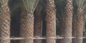 Date Palm