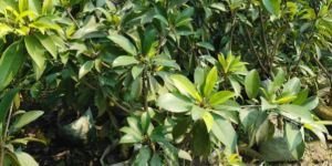 Sapodilla Plant