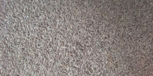 Brown Cumin Seed