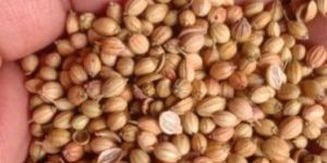 Coriander Seeds