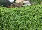 Green Chilli
