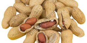 Natural Shelled Groundnuts