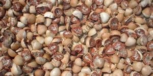 Split Betel Nuts