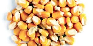 Yellow Maize Seeds