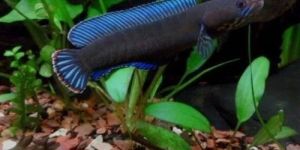Channa Blue Andrao Aquarium Fish