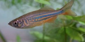 Gint Danio Aquarium Fish