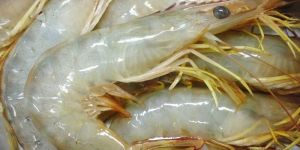 Vannamei Prawn