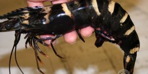 Black Tiger Shrimp