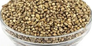 Hemp Seeds