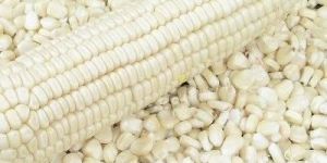 White Corn